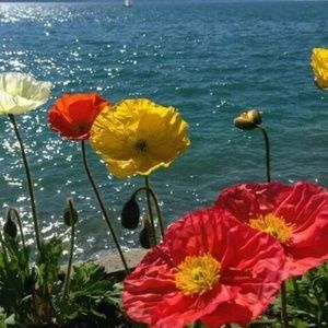 Meet your Posher, Darlene